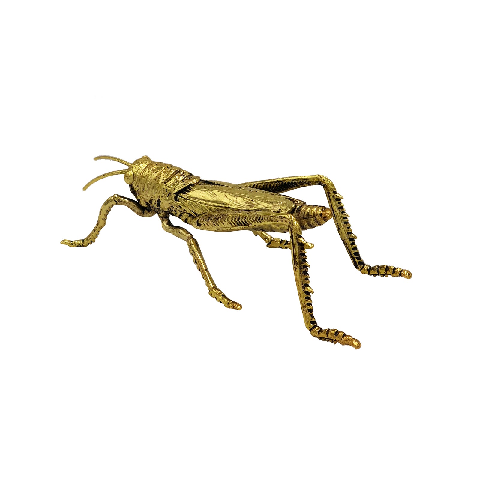 Grasshopper